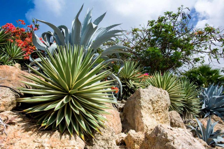 Variety Of Cacti