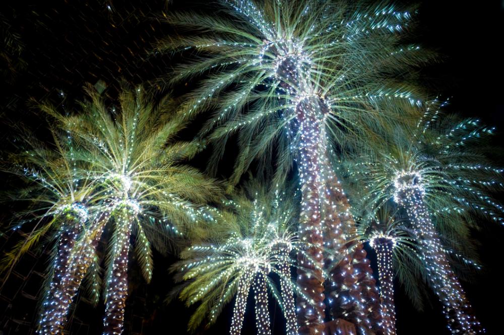 Palm Trees with Christmas Lights in Sebastian, FL