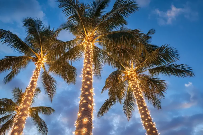Palm trees wrapped in holiday string lights at dusk in Vero Beach, Florida